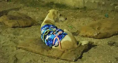A Warm Coat Can Save a Stray Dog From the Freezing Winter