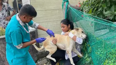 Help Us Care for Street Animals: Food, Water & Emergency Rescue