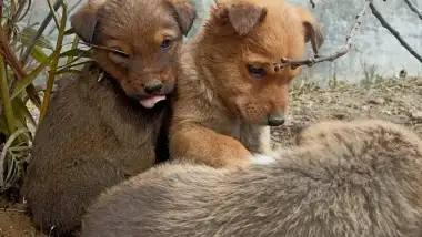 Rupsi needs your support to care for 23 street dogs