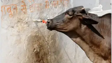 Silent Souls Need Water Too Summer Relief for Animals