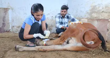 Help Madhuri Heal & Rescue Injured Animals in Rajasthan