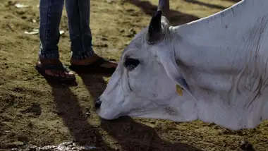 Help Provide Ambulance, Food & Medical Care for Stray Cows